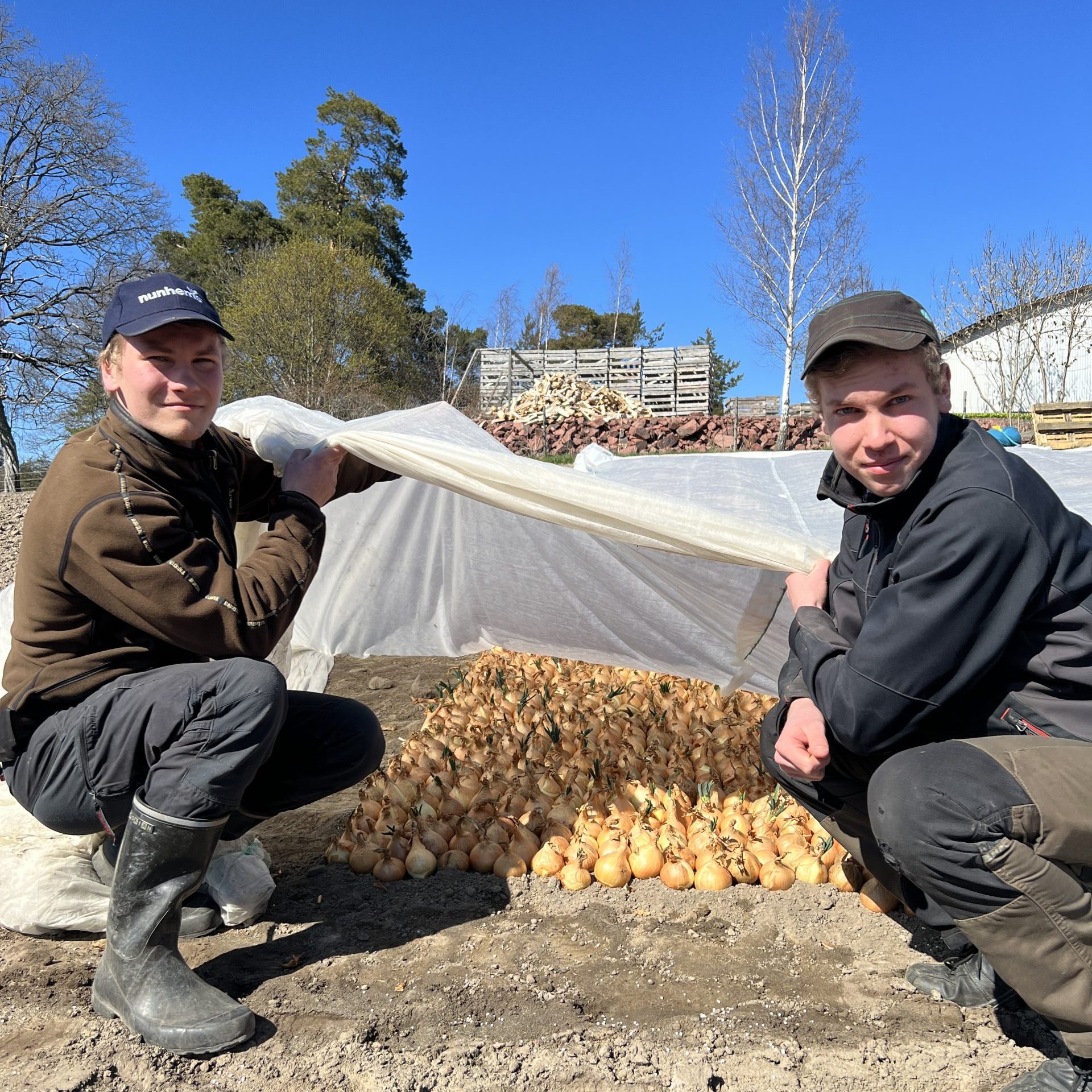 Henrik och Elis Perander, ÅTH